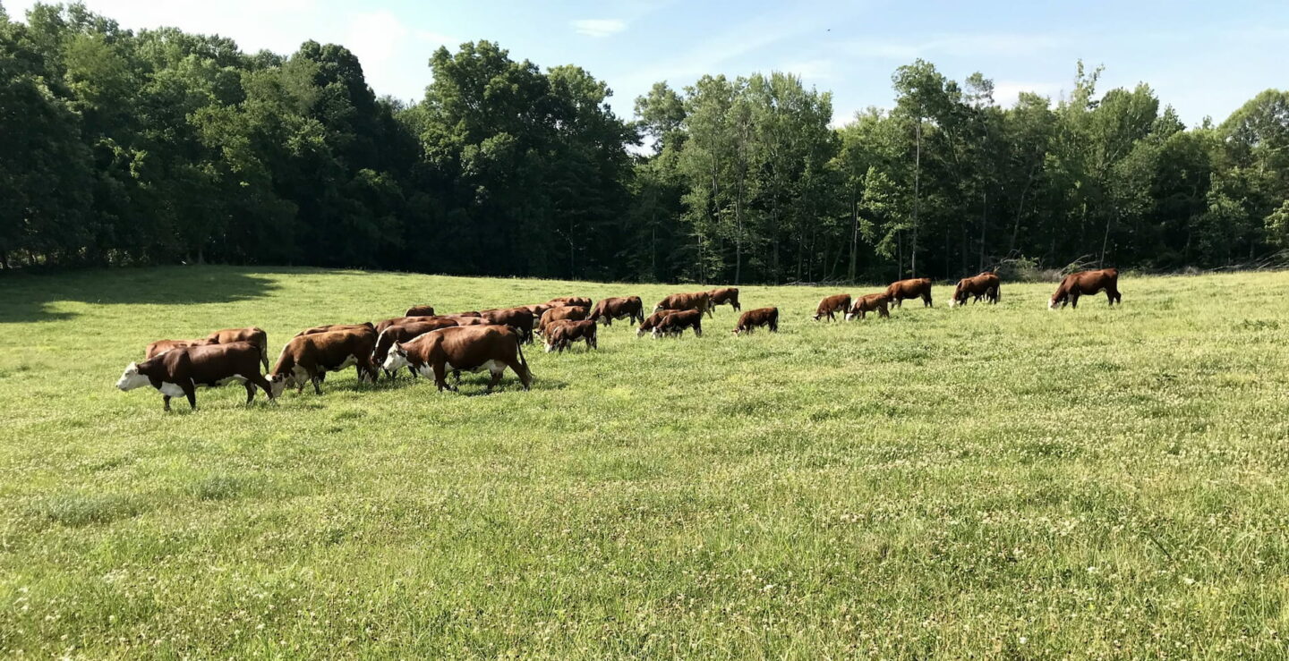 polled herefords in field