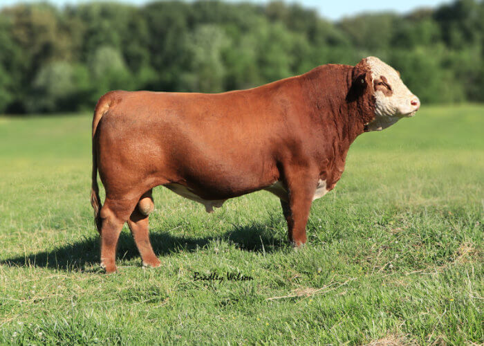 CMF 104B Dead Shot 279D "Big Red"