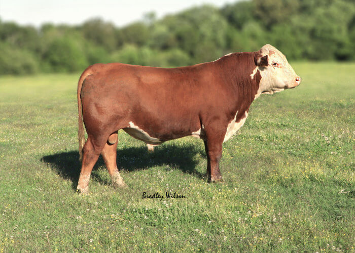 KCF Bennett B284 F83